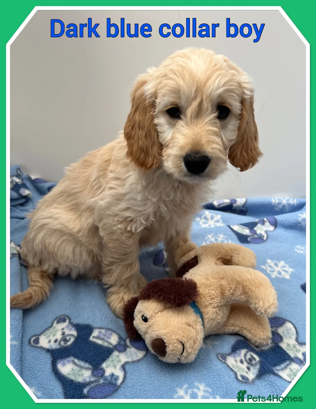 Mini Goldendoodle dogs for sale:  VETCHECKED✅STUNNING F1 MINIATURE GOLDENDOODLES 🐶 - Advert 2