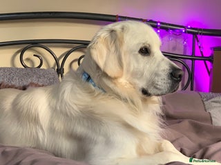 Golden Retriever dogs in Harlow - Advert 1