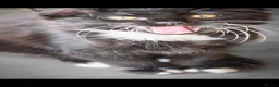 Mixed Breed cats for sale: Beautiful kittens looking for there forever homes  - Advert 6