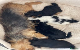 Yorkshire Terrier dogs for sale: Yorkshire terrier mini pups  - Image 12