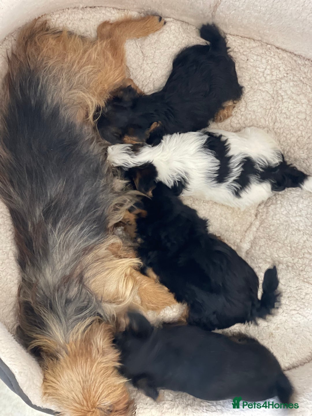 Yorkshire Terrier dogs for sale: Yorkshire terrier mini pups  - Image 12