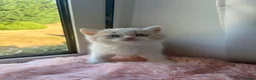 British Shorthair cats for sale:  🐾5 Beautiful British Shorthair Kittens🐱❤️ - Advert 18