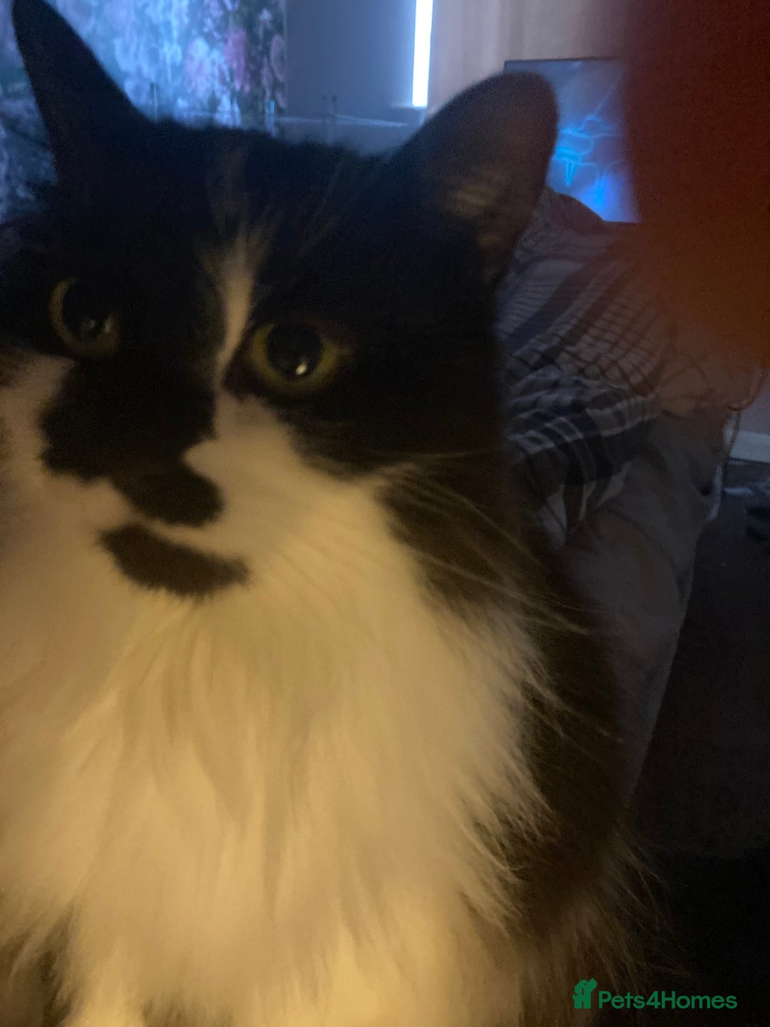 British Longhair cats for sale: Meet Tinca - Image 6