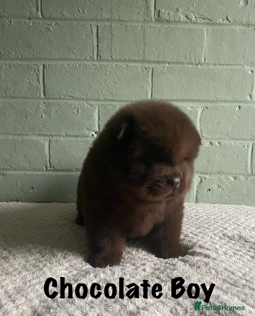 Chow Chow dogs for sale: 🌟QUALITY CHOW CHOW PUPPIES–CHAMPION BLOODLINES🌟 - Advert 3