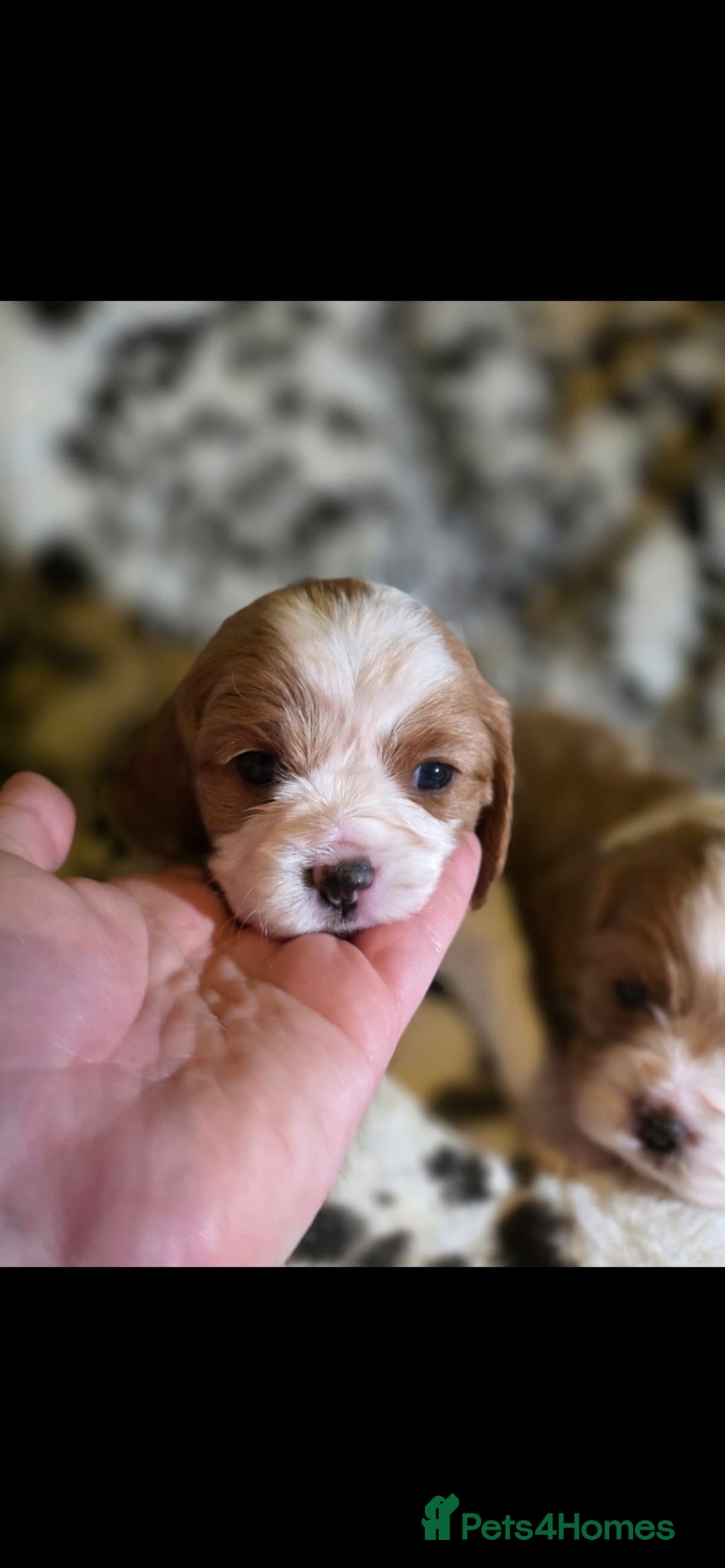 Cavalier King Charles Spaniel dogs for sale: 💫CKC STUNNING PUPPIES HEALTH TESTED 💫 - Advert 15