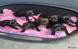 Patterdale Terrier dogs for sale: PATTERDALE PUPS FOR SALE (Nutall lines) - Image 23