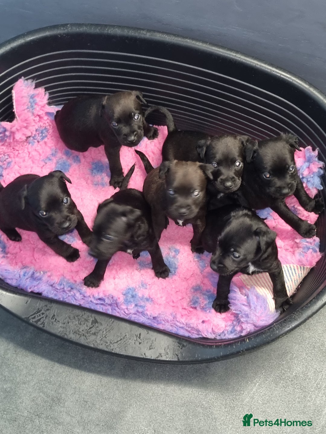 Patterdale Terrier dogs for sale: PATTERDALE PUPS FOR SALE (Nutall lines) - Image 23