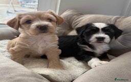 Tibetan Terrier dogs for sale: Tibetan Terrier puppies for sale  - Image 11
