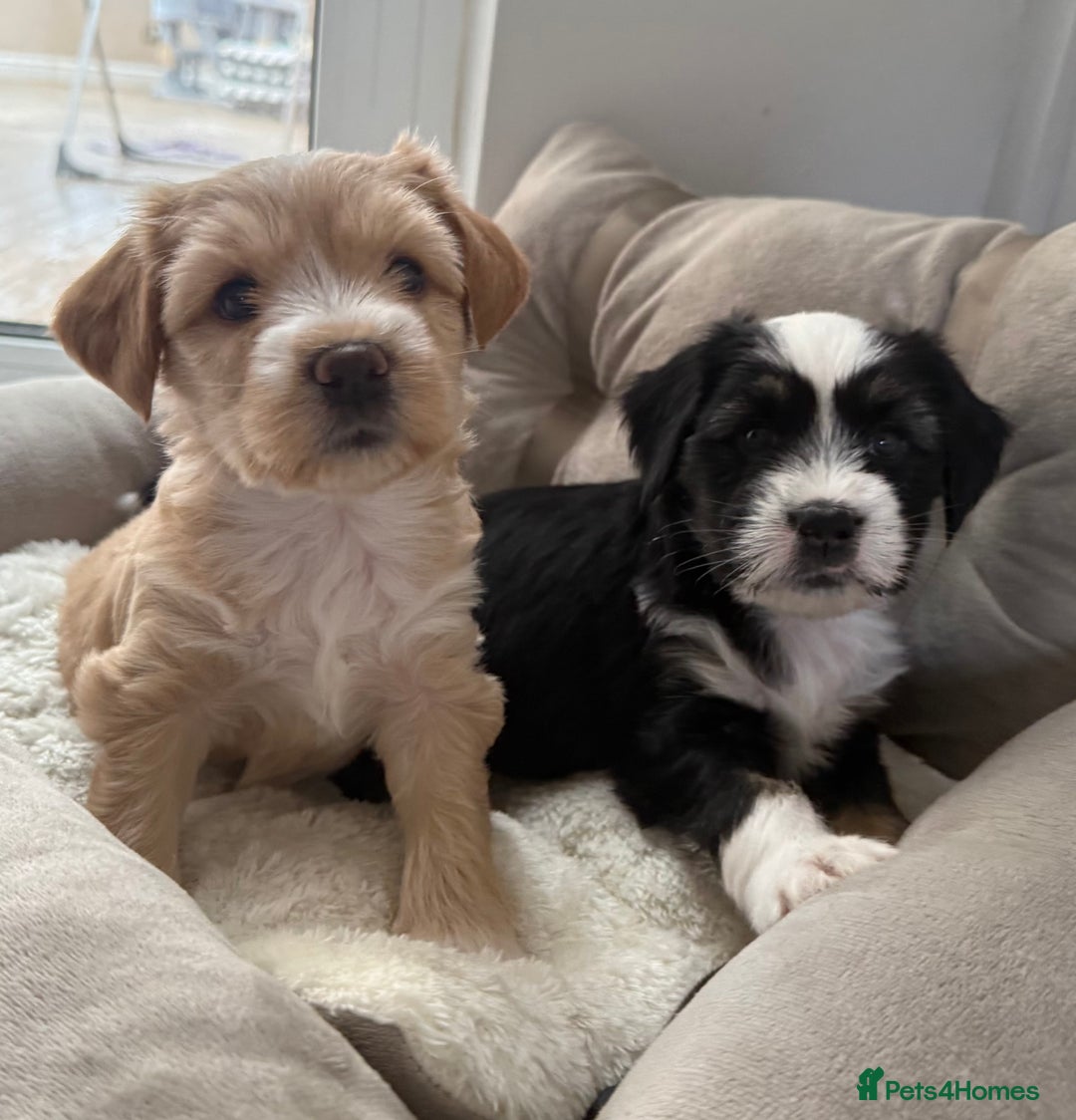 Tibetan Terrier dogs for sale: Tibetan Terrier puppies for sale  - Image 11