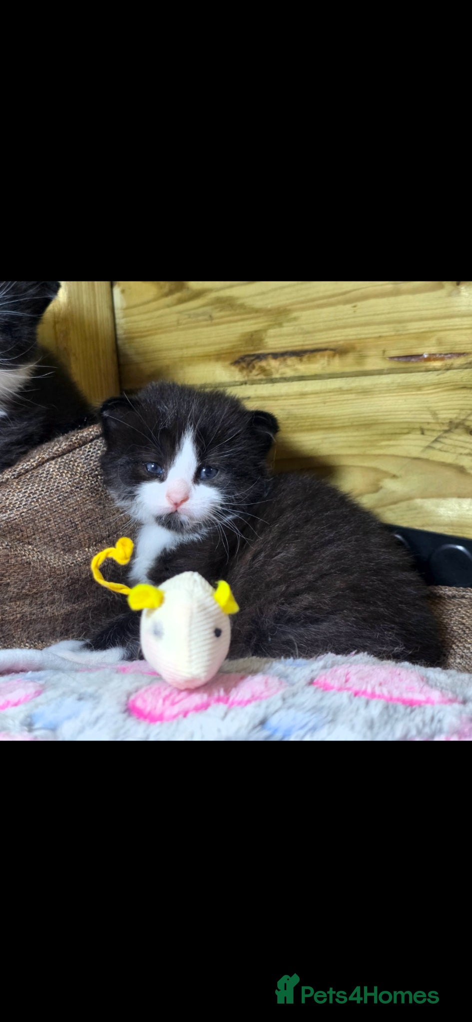 Mixed Breed Kitten 4