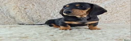 Miniature Dachshund dogs for sale: Beautiful Miniature Dachshund Puppies  - Advert 6
