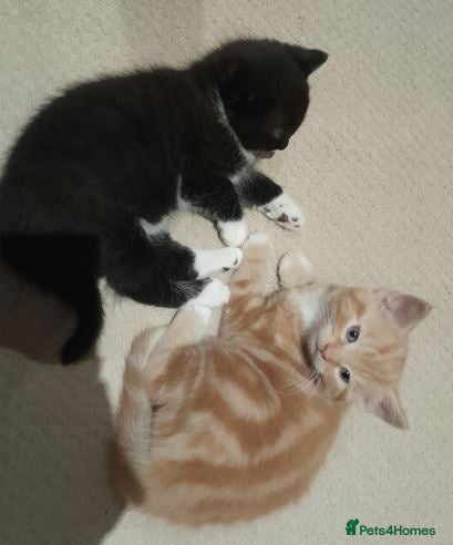 British Shorthair cats Beautiful black and white male BSH kitten - Advert 1