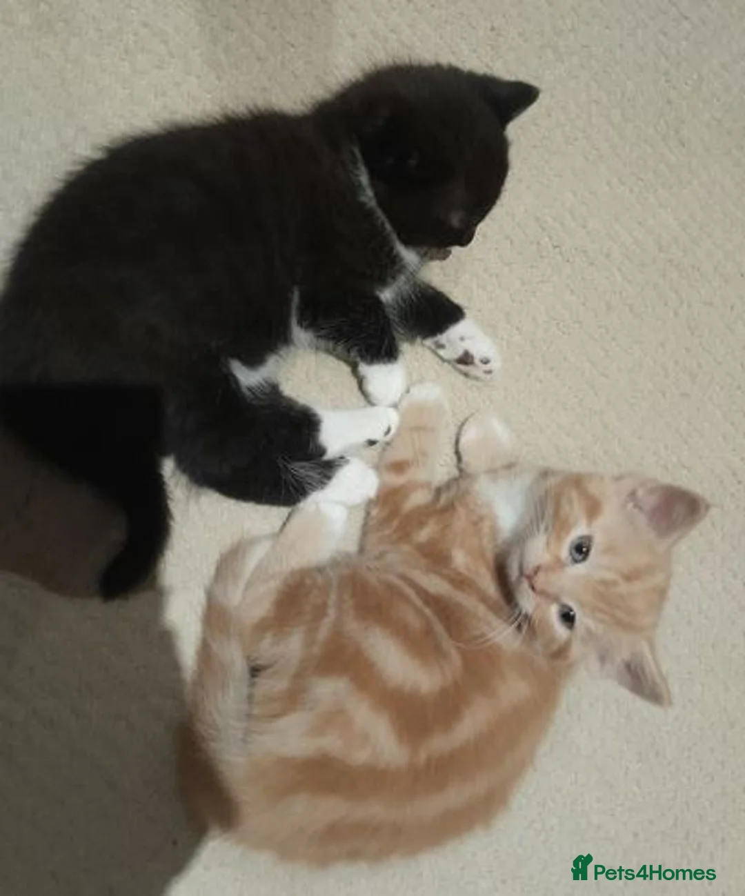 British Shorthair cats for sale: Beautiful black and white male BSH kitten - Advert 1