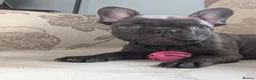 French Bulldog dogs for sale: French bulldog  - Advert 9