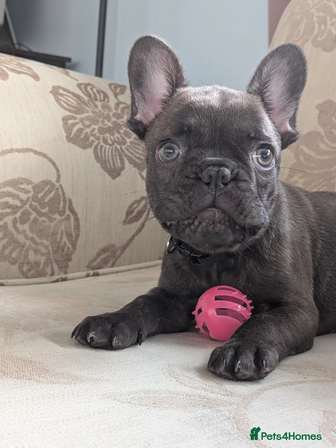 French Bulldog dogs for sale: French bulldog  - Advert 9