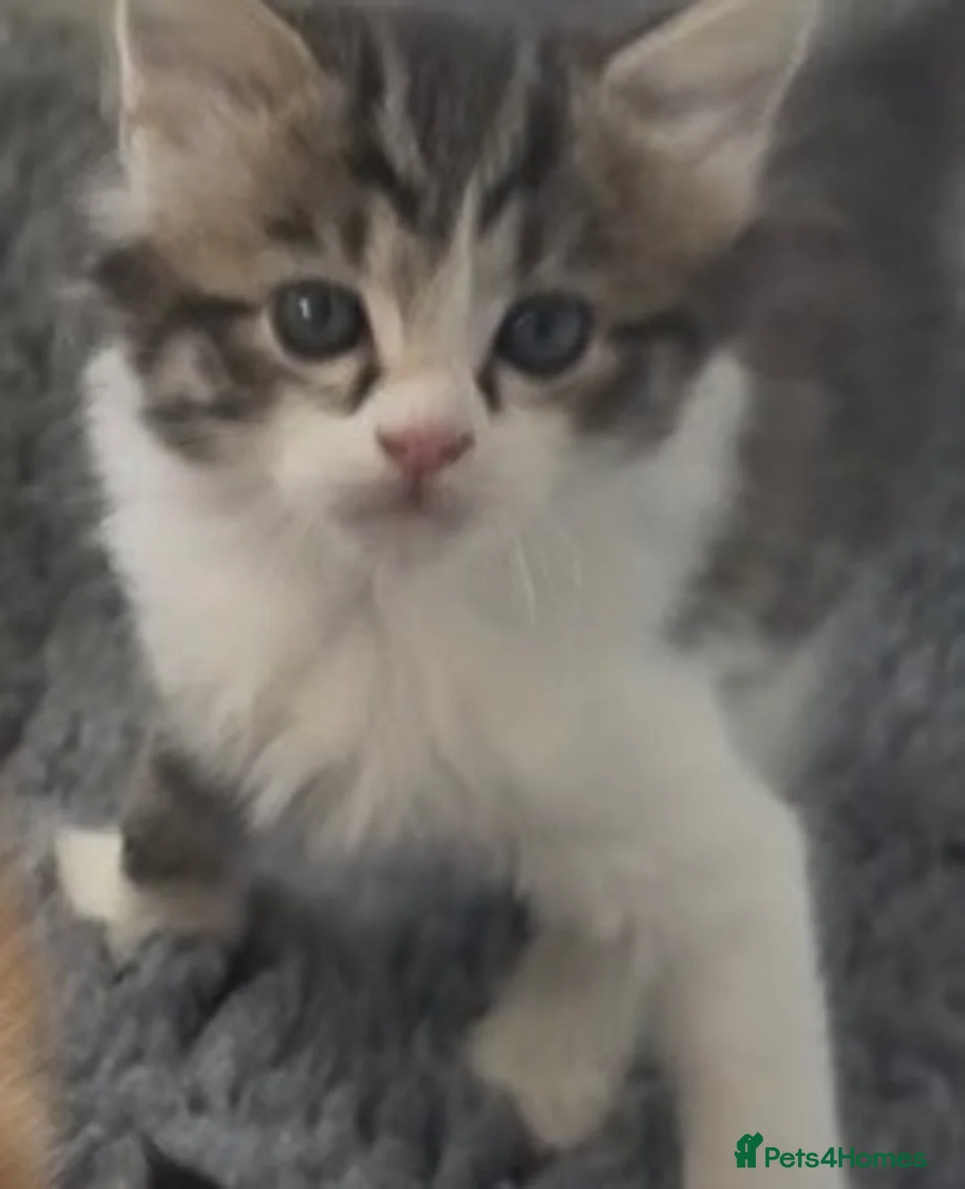 Mixed Breed cats for sale: Beautiful kittens , ready now !! - Advert 2
