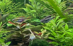 Shrimps fish for sale: Multiple fish & shrimp, please see description  - Image 6