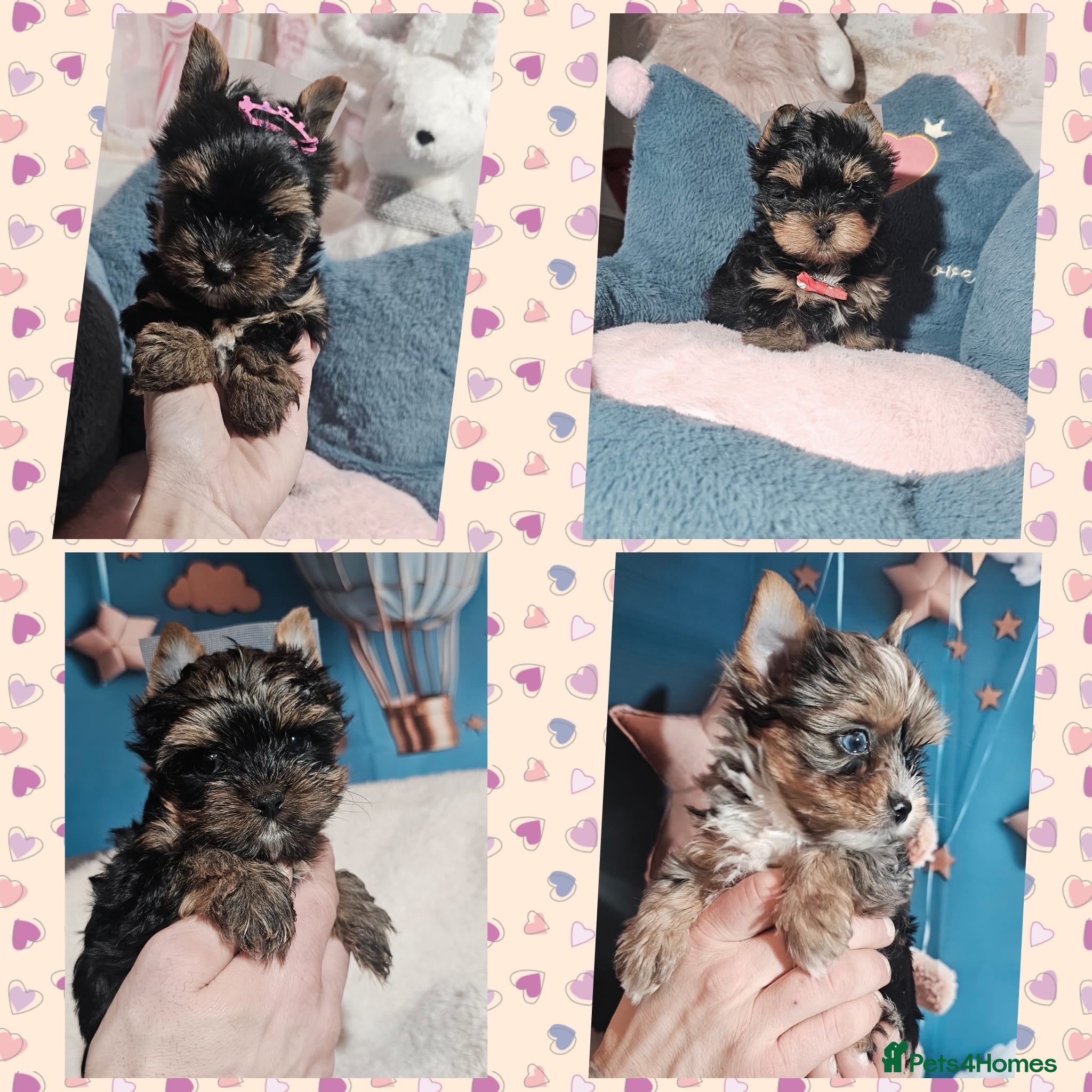 Yorkshire Terrier dogs Tiny Yorkshire Terrier with one boy merle - Advert 5