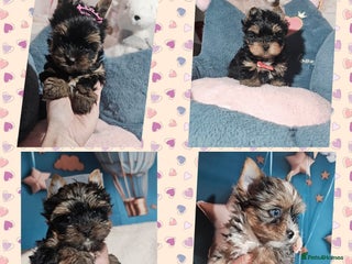 Yorkshire Terrier dogs Tiny Yorkshire Terrier with one boy merle - Advert 12