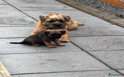 Border Terrier dogs for sale: Female Border Terrier puppy  - Image 3