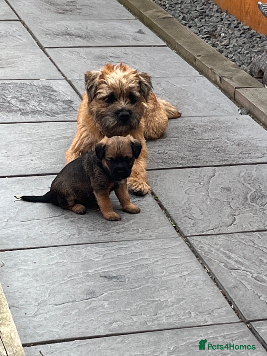 Border Terrier dogs for sale: Female Border Terrier puppy  - Image 3