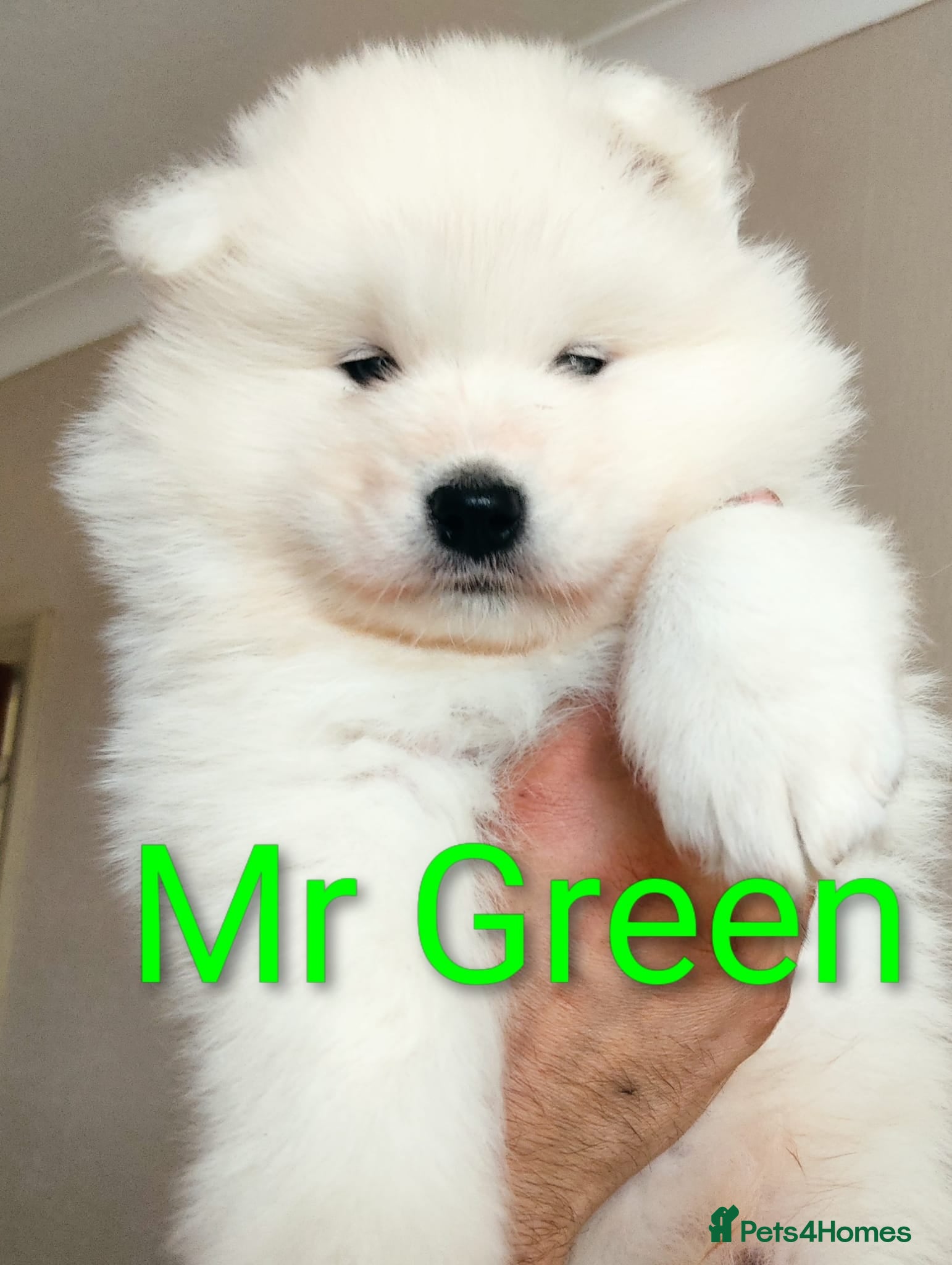 Samoyed dogs   8 KC Registered Samoyed Puppies Available - Advert 2