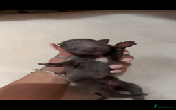 Whippet dogs for sale: Pedigree Purebred Blue and Two Toned Whippets - Image 11