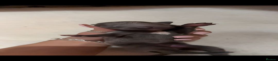 Whippet Puppy 8