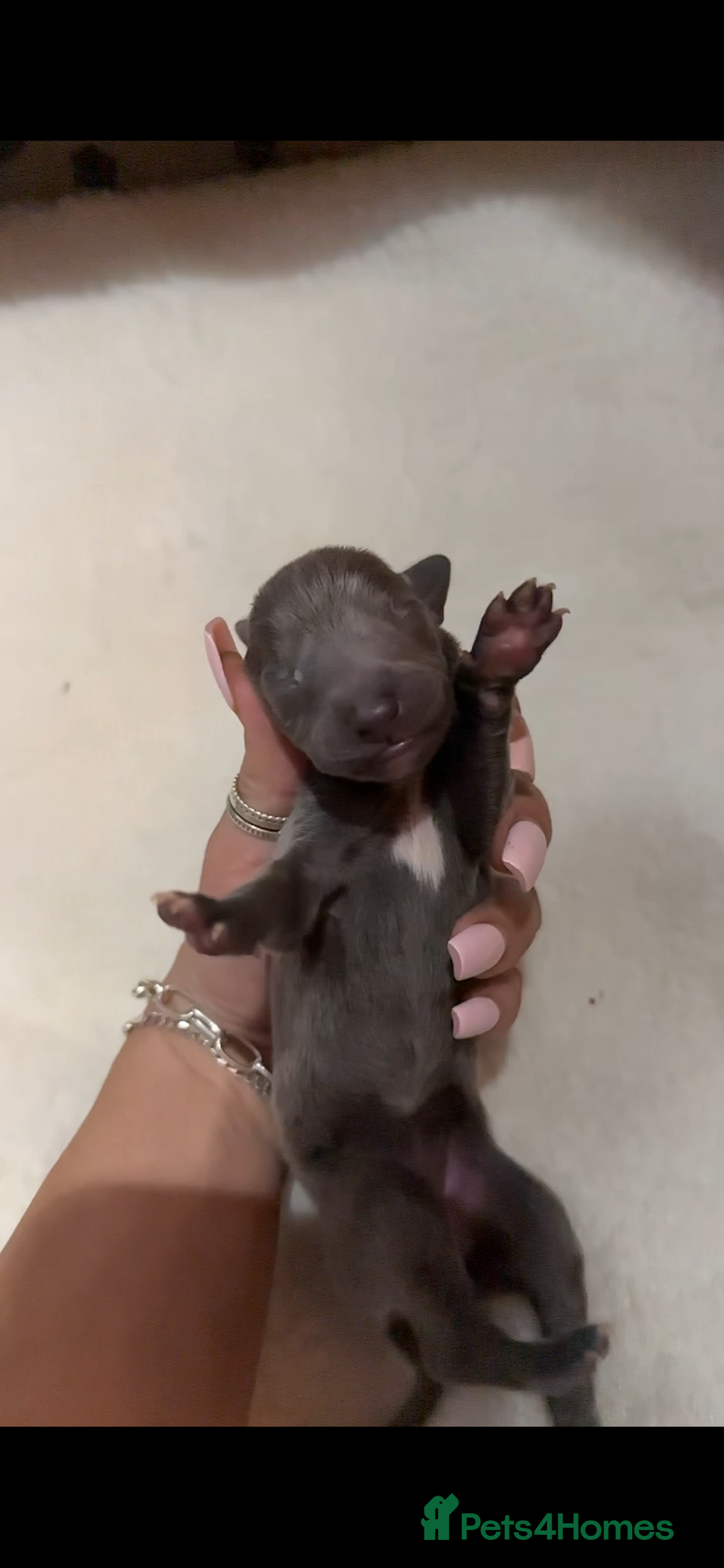 Whippet dogs for sale: Pedigree Purebred Blue and Two Toned Whippets - Image 11