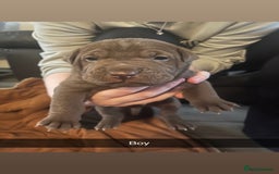 Mixed Breed dogs for sale: Pups for sale - Image 7