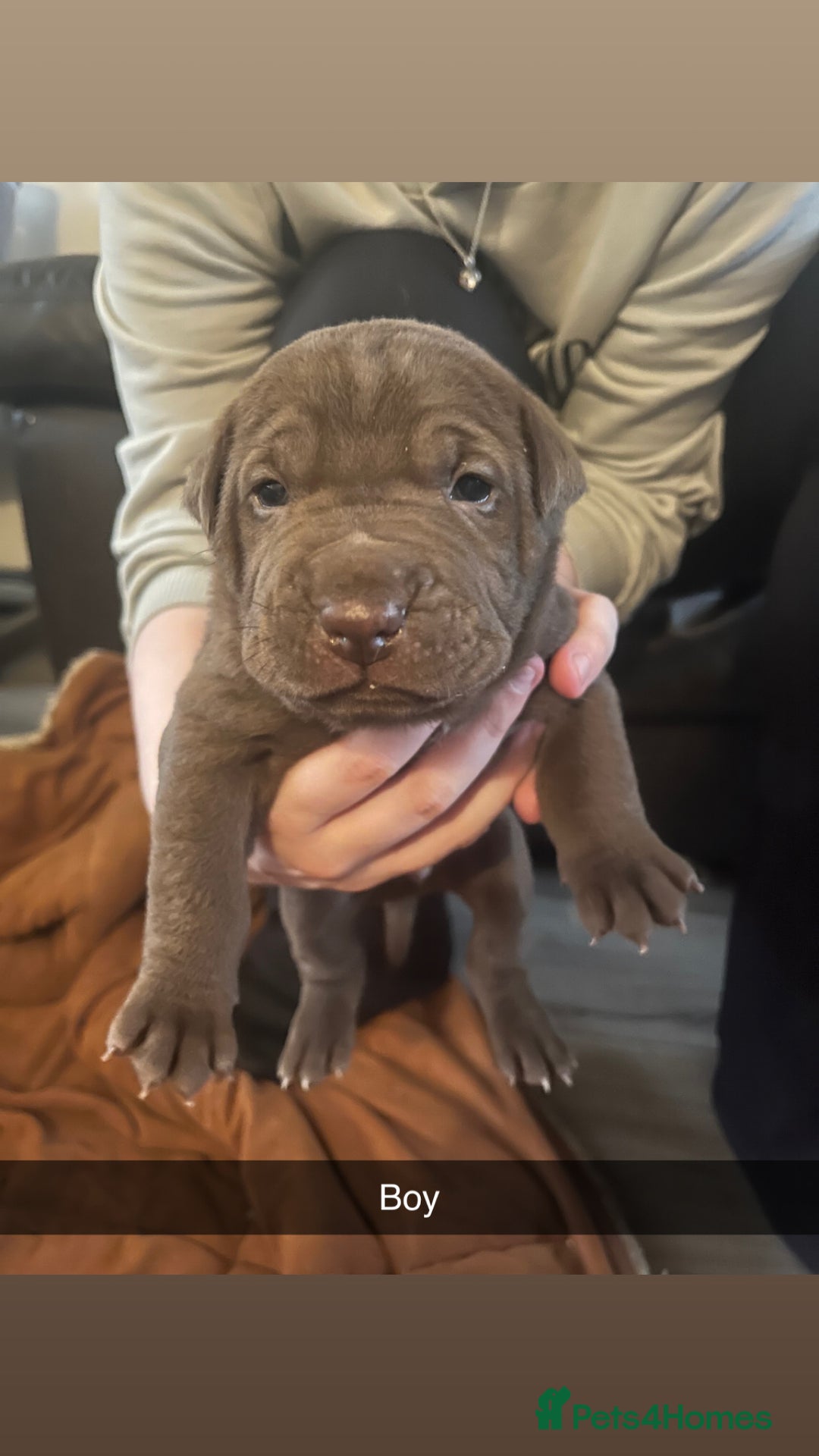 Mixed Breed dogs for sale: Pups for sale - Image 7