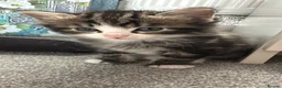 Mixed Breed cats for sale: Bengal cross kittens - Advert 15
