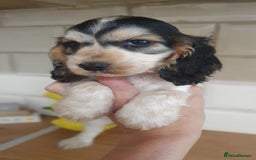 Cocker Spaniel dogs for stud: Chocolate Roan stud - Image 19
