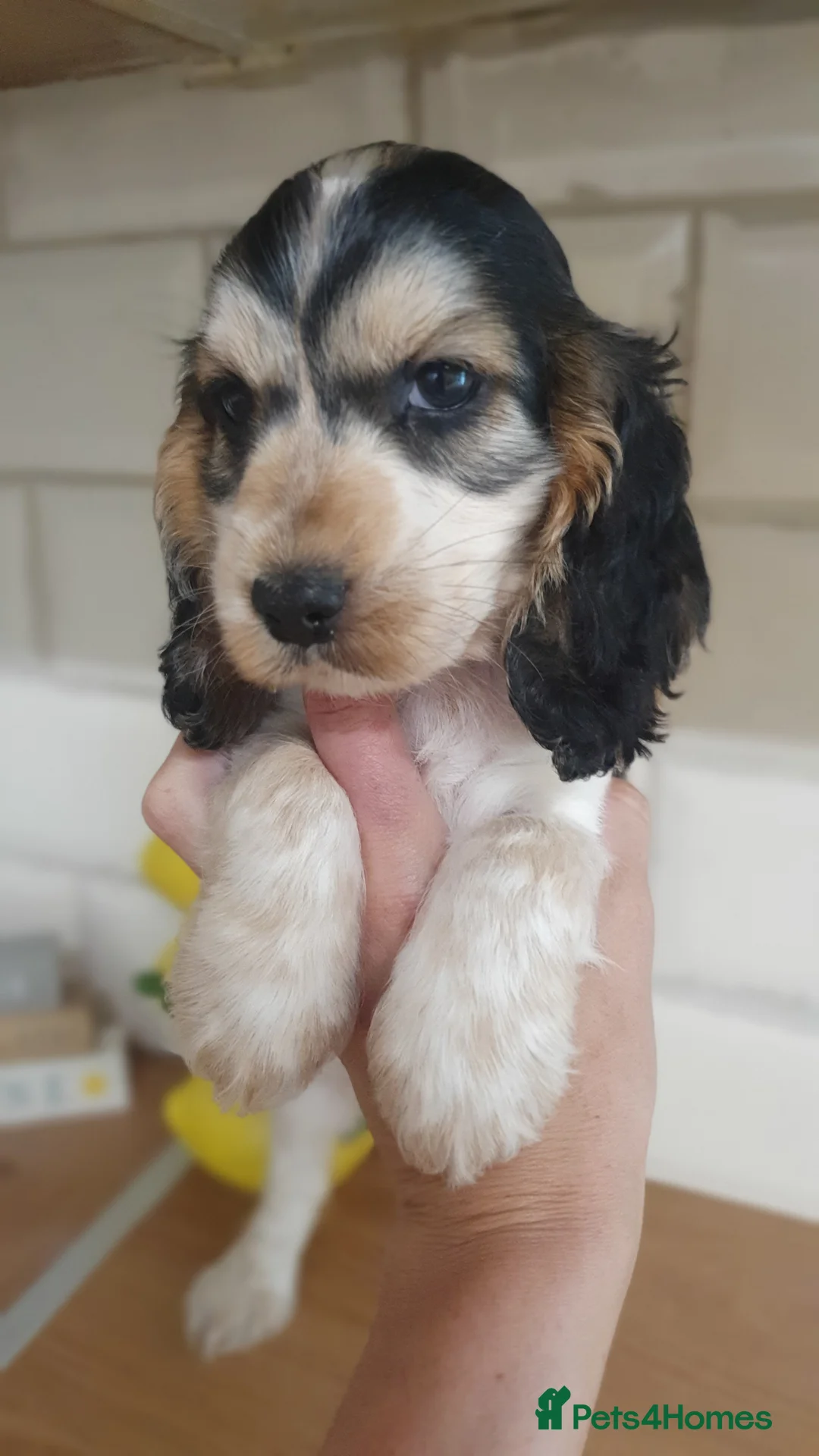 Cocker Spaniel dogs for stud: Show cocker Chocolate Roan stud - Advert 19