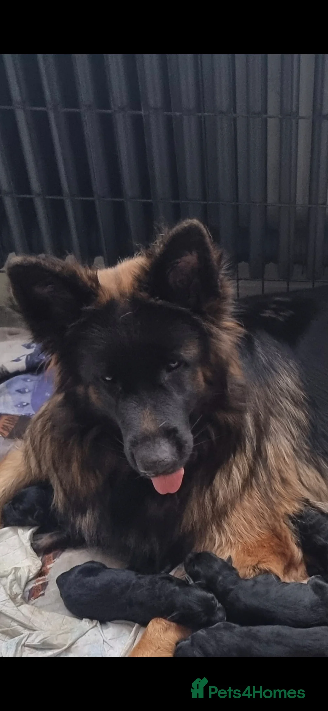 German Shepherd dogs for sale: German shepherd long hair straigh back - Advert 13