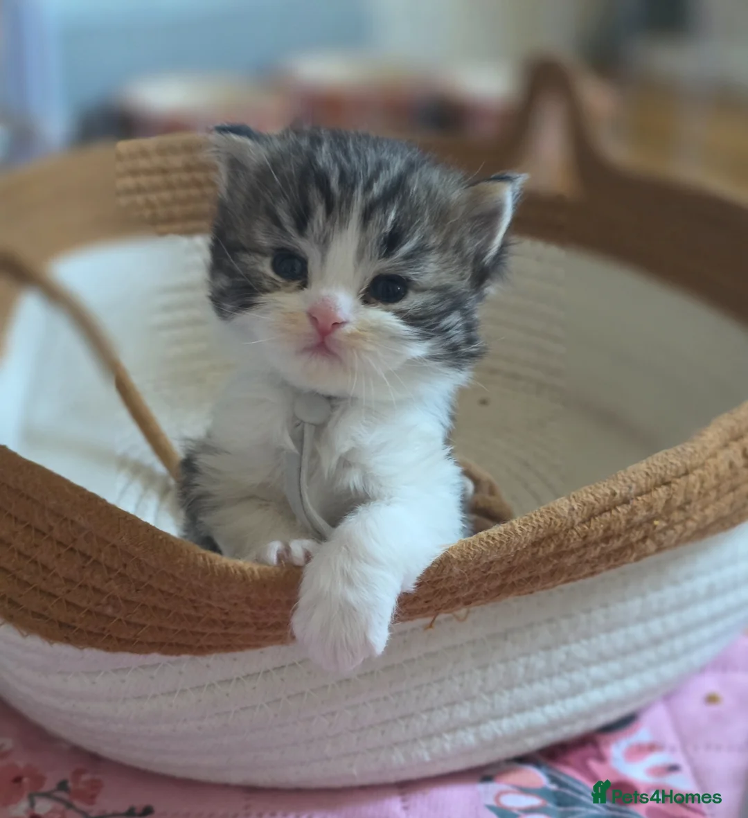 British Shorthair cats for sale: 3/4 BLH BOY - Advert 2
