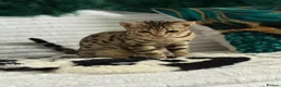 Bengal cats for sale: Stunning beautiful bengal kittens  - Advert 3