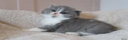 British Longhair cats for sale: PEDIGREE British Longhair kittens - Advert 3