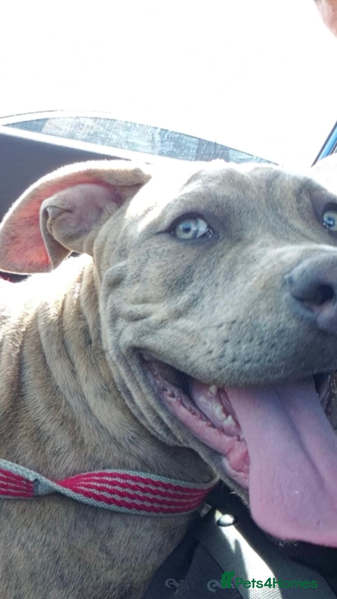 American Bull Staffy dogs for sale: ‼️No more time wasters‼️ - Image 1