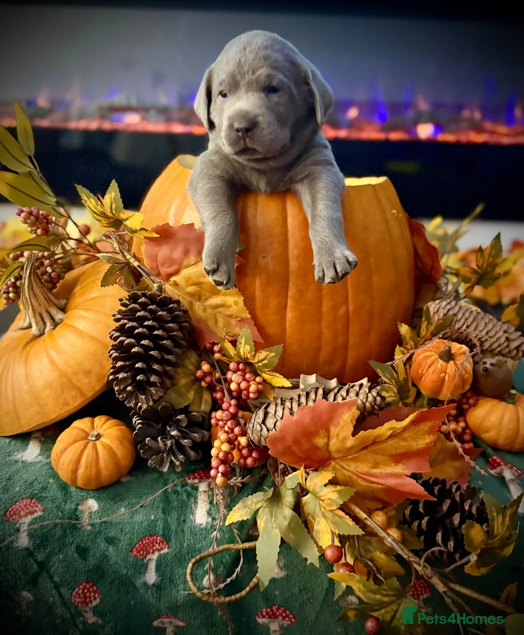 Labrador Retriever dogs for sale: KC health tested 2females left,champagne & silver  - Advert 2