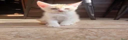 Maine Coon cats for sale: Maine Coon Cross Kittens  in Chesterfield - Advert 2