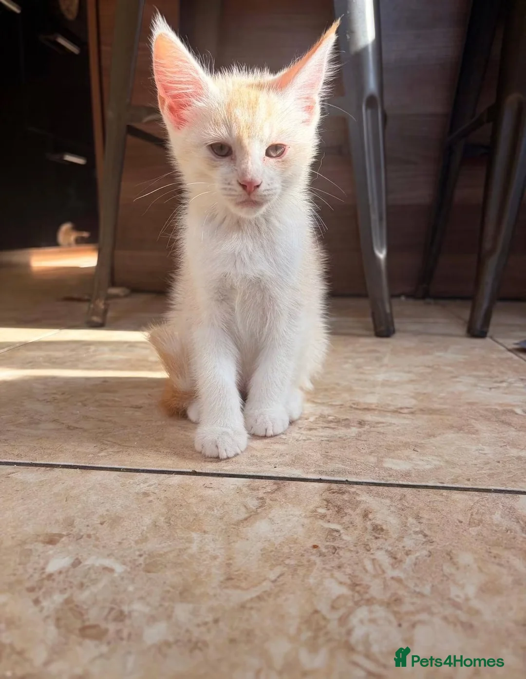 Maine Coon cats for sale: Maine Coon Cross Kittens  in Chesterfield - Advert 2