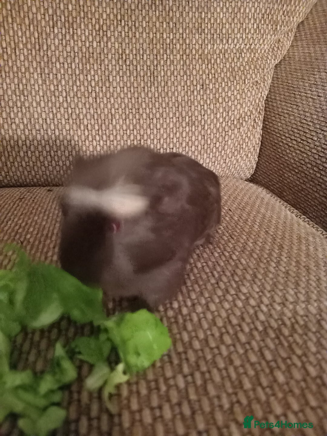 Guinea Pig rodents for sale: 4 girls ready 27th jan - Advert 7