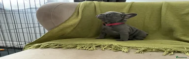 French Bulldog 4
