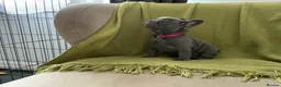French Bulldog dogs for sale: French bulldog puppies are ready for a new home  - Advert 23