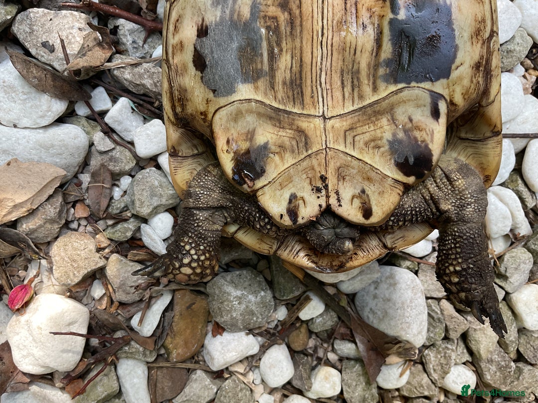 Hermann Tortoise reptiles for sale: Testudo hermanni - Image 3