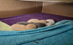 British Shorthair cats for sale: British Shorthair kittens - Image 5