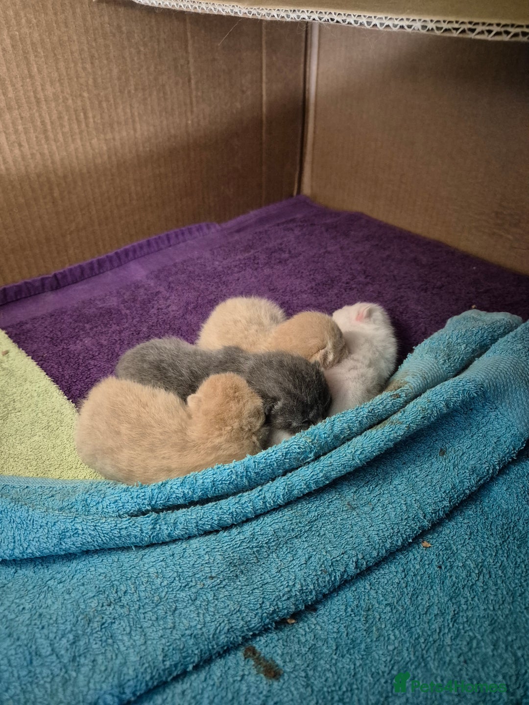 British Shorthair cats for sale: British Shorthair kittens - Image 5