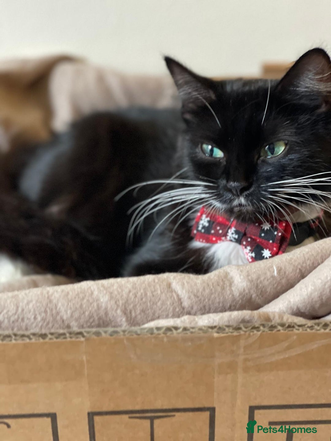Domestic Shorthair cats for sale: Female kittens for sale - Image 5