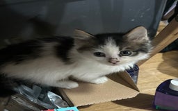 Mixed Breed cats for sale: Fluffy kittens  - Image 1